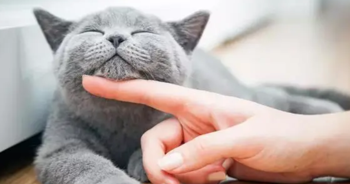 猫咪如何科学换粮?看这一篇就够了! 猫咪如何科学换粮?看这一篇就够了!