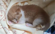 刚出生的小猫抽搐是怎么回事