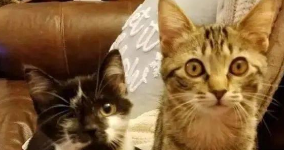 被撞伤的小猫惧怕人,独眼猫咪帮它重获勇气 被撞伤的小猫惧怕人,独眼猫咪帮它重获勇气