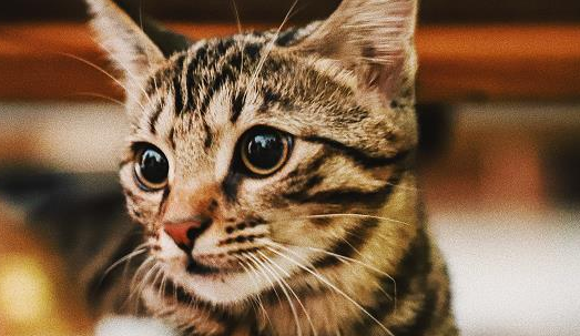 猫为什么会扑过来咬腿