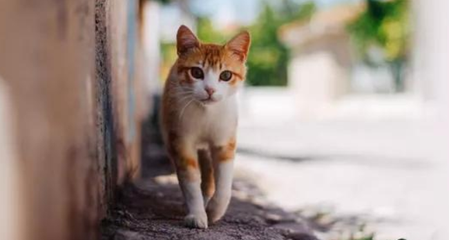 流浪猫面临的种种威胁，你知道多少？