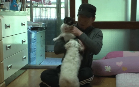猫咪逃离家庭,躲在了高高的树枝上 猫咪逃离家庭,躲在了高高的树枝上