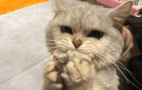 猫咪寄养在宠物店,店主突然打电话索赔,看到照片后,赶紧转账! 猫咪寄养在宠物店,店主突然打电话索赔,看到照片后,赶紧转账!