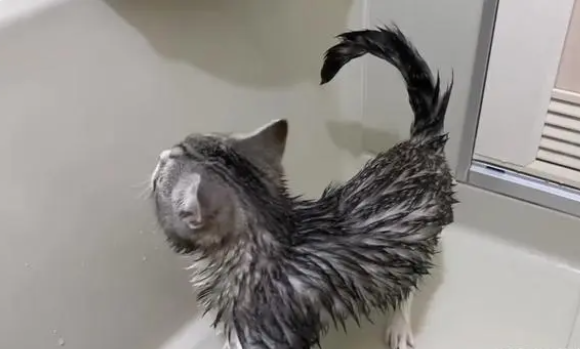 小猫咪太可爱了,简直是行走的表情包 小猫咪太可爱了,简直是行走的表情包