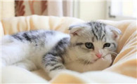 猫咪得了猫藓该怎么办
