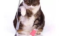 不小心把猫的指甲剪出血了怎么办