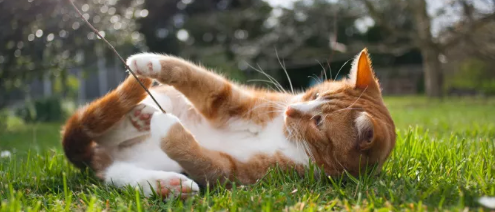 猫脱水的症状现象 猫脱水的症状现象