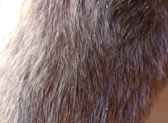 猫有皮屑怎么办啊 猫有皮屑怎么办啊