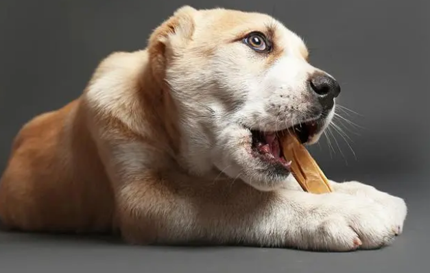 狗狗肠胃发炎