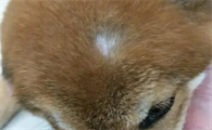 狗狗身上一块一块的掉毛怎么回事