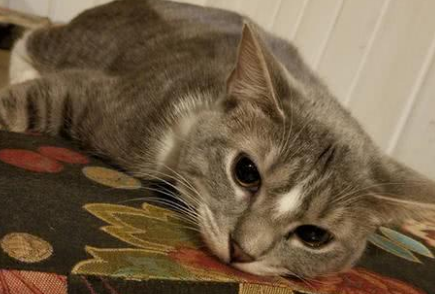 猫咪生病会自愈吗