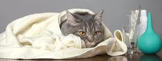 猫咪感冒症状