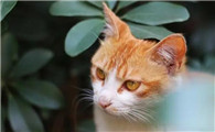 猫尿血怎么回事