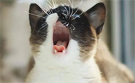 猫为什么一直叫