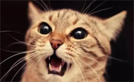 猫半夜叫唤咋回事啊