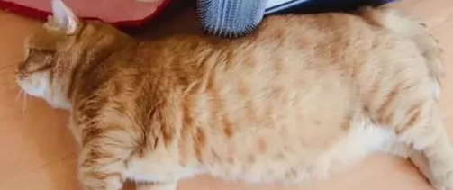 猫宫缩无力表现症状