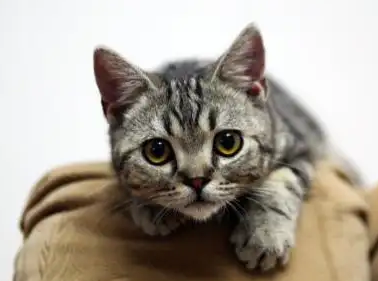 猫咪吃喝正常但就是口臭 猫咪吃喝正常但就是口臭