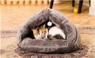 猫窝怎么选