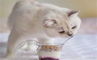 猫咪能不能喝酸奶