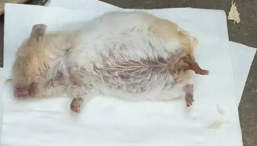 仓鼠拉稀吃什么药最好 仓鼠拉稀吃什么药最好