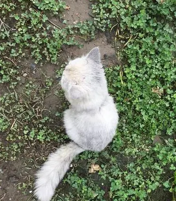 收养了一只流浪猫,洗干净后不禁感慨:这种猫都有人扔! 收养了一只流浪猫,洗干净后不禁感慨:这种猫都有人扔!