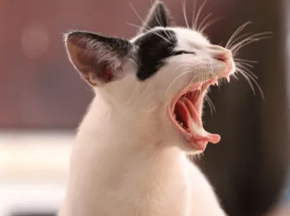 猫咪口臭是正常的吗 猫咪口臭是正常的吗