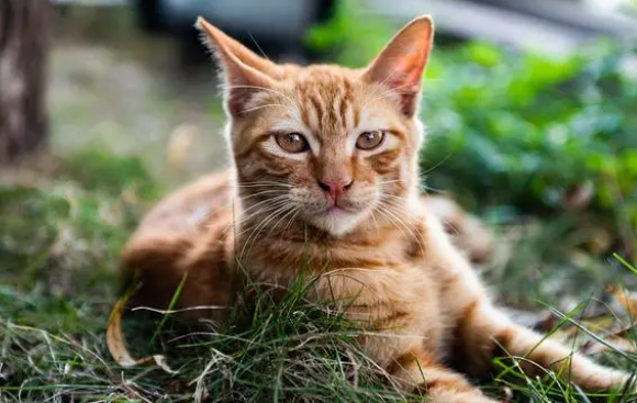 给猫洗澡多久一次比较好
