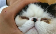 出生半个月的小猫眼睛总糊着怎么回事