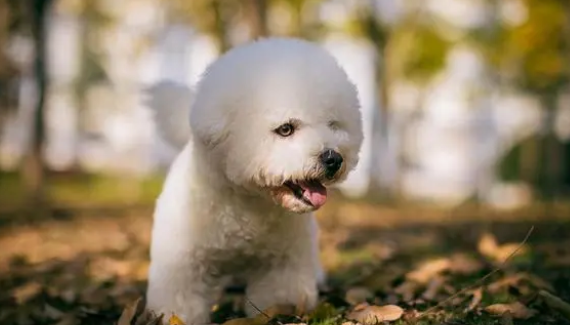2个月比熊犬怎么看纯不纯?方法在这里 2个月比熊犬怎么看纯不纯?方法在这里