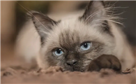 猫流鼻涕是怎么回事