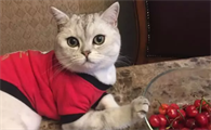 猫粮需要每隔一段时间就换吗？铲屎官看看吧