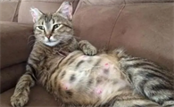 母猫分泌透明液体是什么