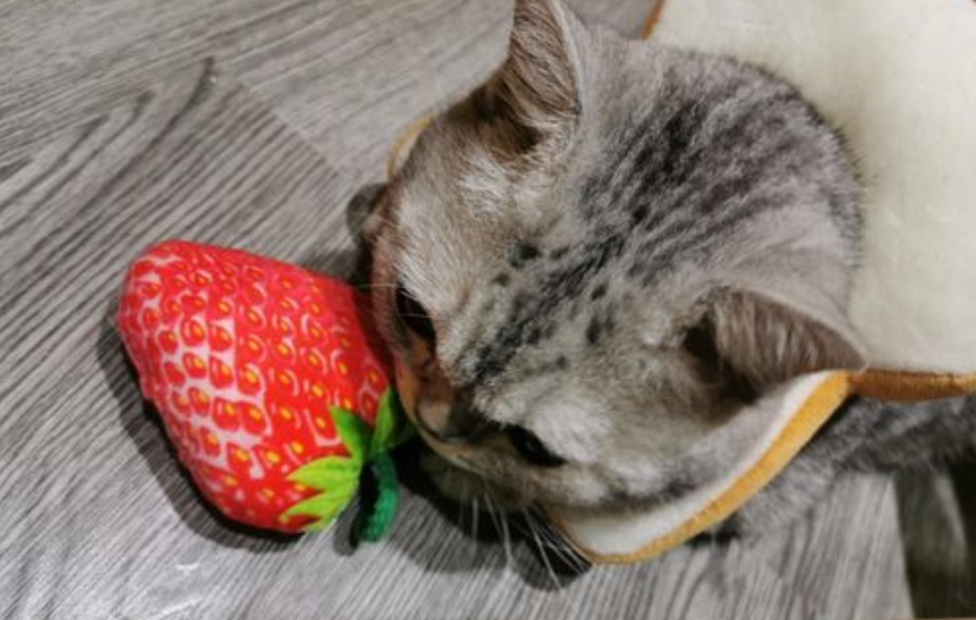 加菲猫能吃草莓吗