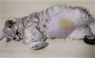 猫得猫传腹的原因是什么