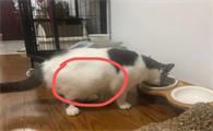 猫传腹复发了还该不该治呢