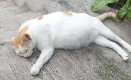 猫咪怀孕的表现