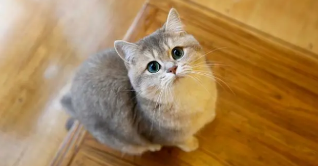 在猫粮上撒冻干纯肉：增加饮食多样性，调节口味补蛋白