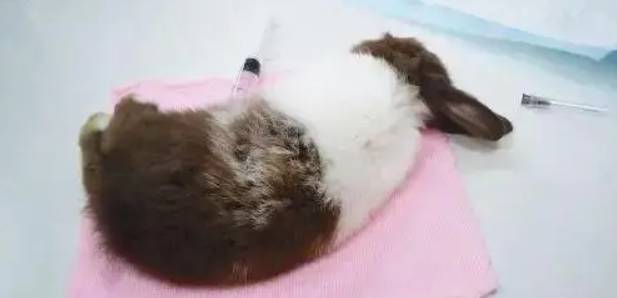 兔子洗澡后奄奄一息了怎么办 兔子洗澡后奄奄一息了怎么办