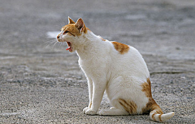 猫咪突然不吃猫粮了怎么回事啊