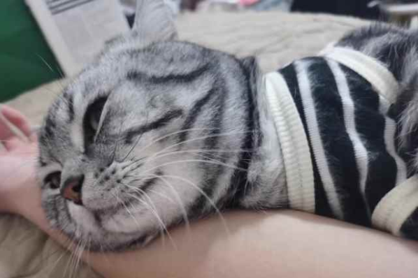 美短猫吃什么猫粮好 美短猫吃什么猫粮好