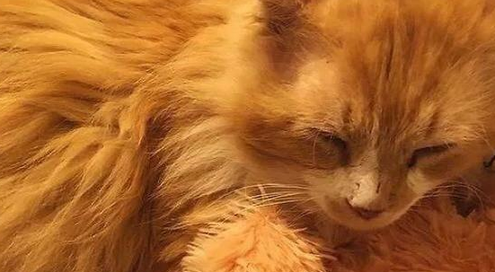 坚强的被弃猫咪,凭着本能徒行20公里回家 坚强的被弃猫咪,凭着本能徒行20公里回家