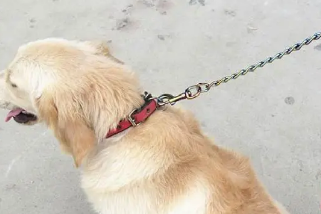 狗牵引绳哪种好？据其体型来选背带或项圈