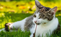 猫几个月算成年