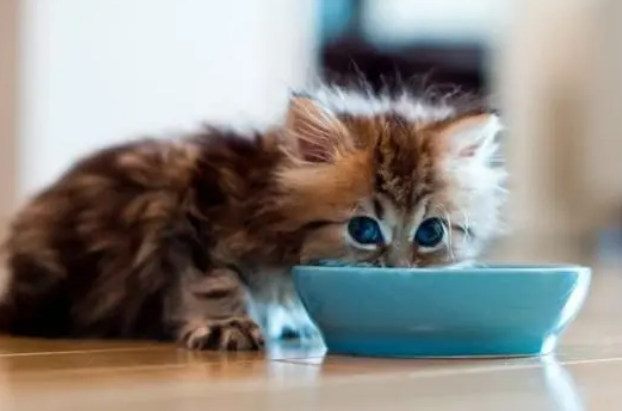 猫咪换粮就拉肚子是怎么回事？其实完全能避免