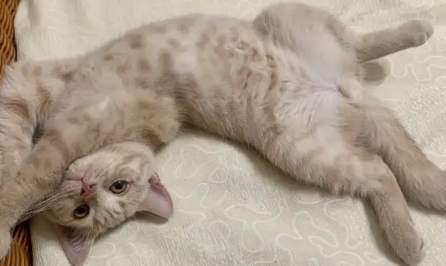 猫咪海乐妙驱虫药14mg怎么吃