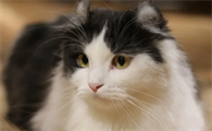 猫咪口炎严重怎么治疗啊