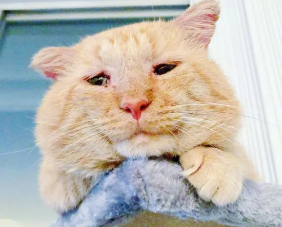 橘猫流浪6年，眼神沧桑，却“电”到好主人