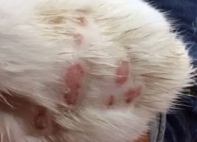 猫猫真菌感染怎么处理好