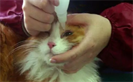 人用眼药水能给猫用吗