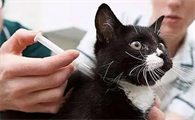 小猫什么时候可以驱虫啊
